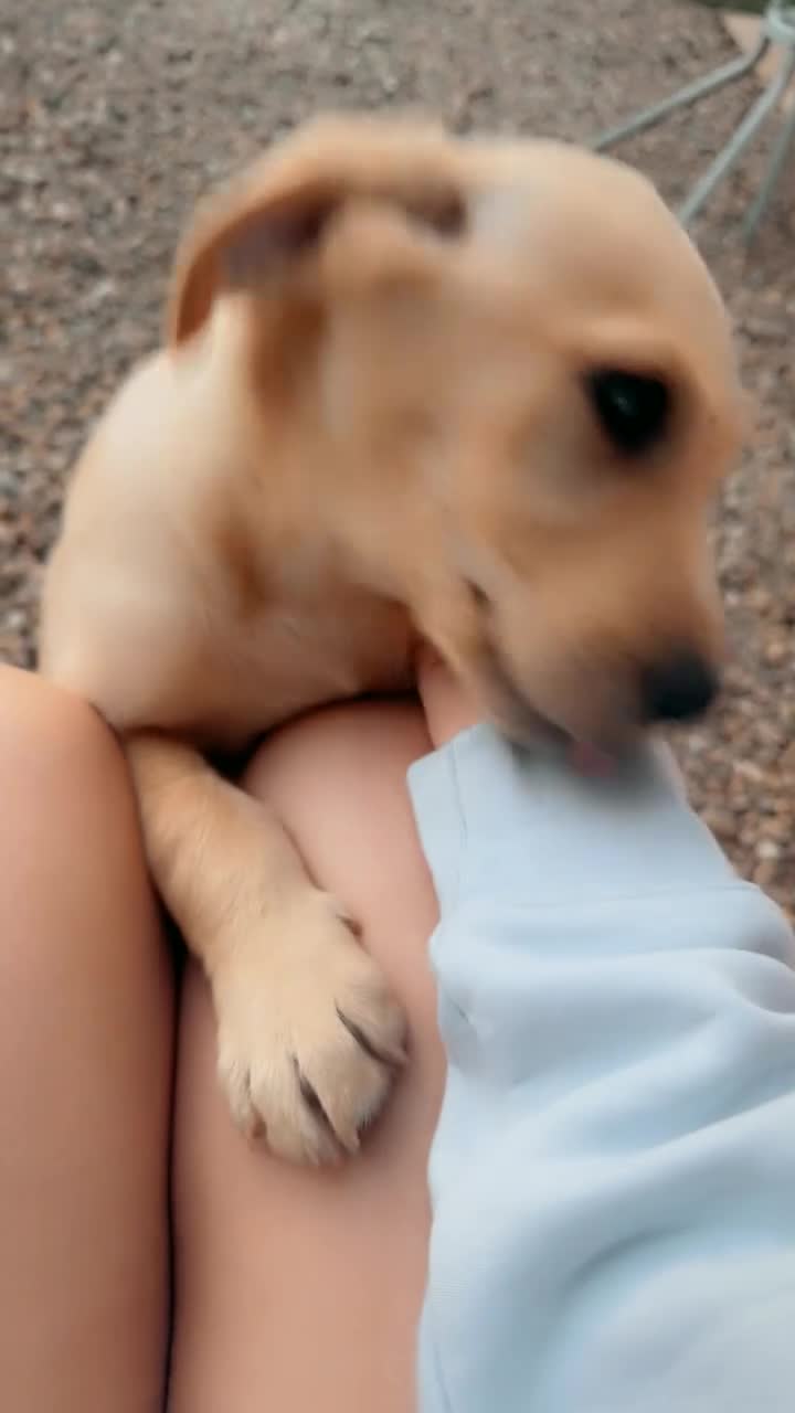 Labrador Retriever dogs for sale: Labrador  in York - Video 1