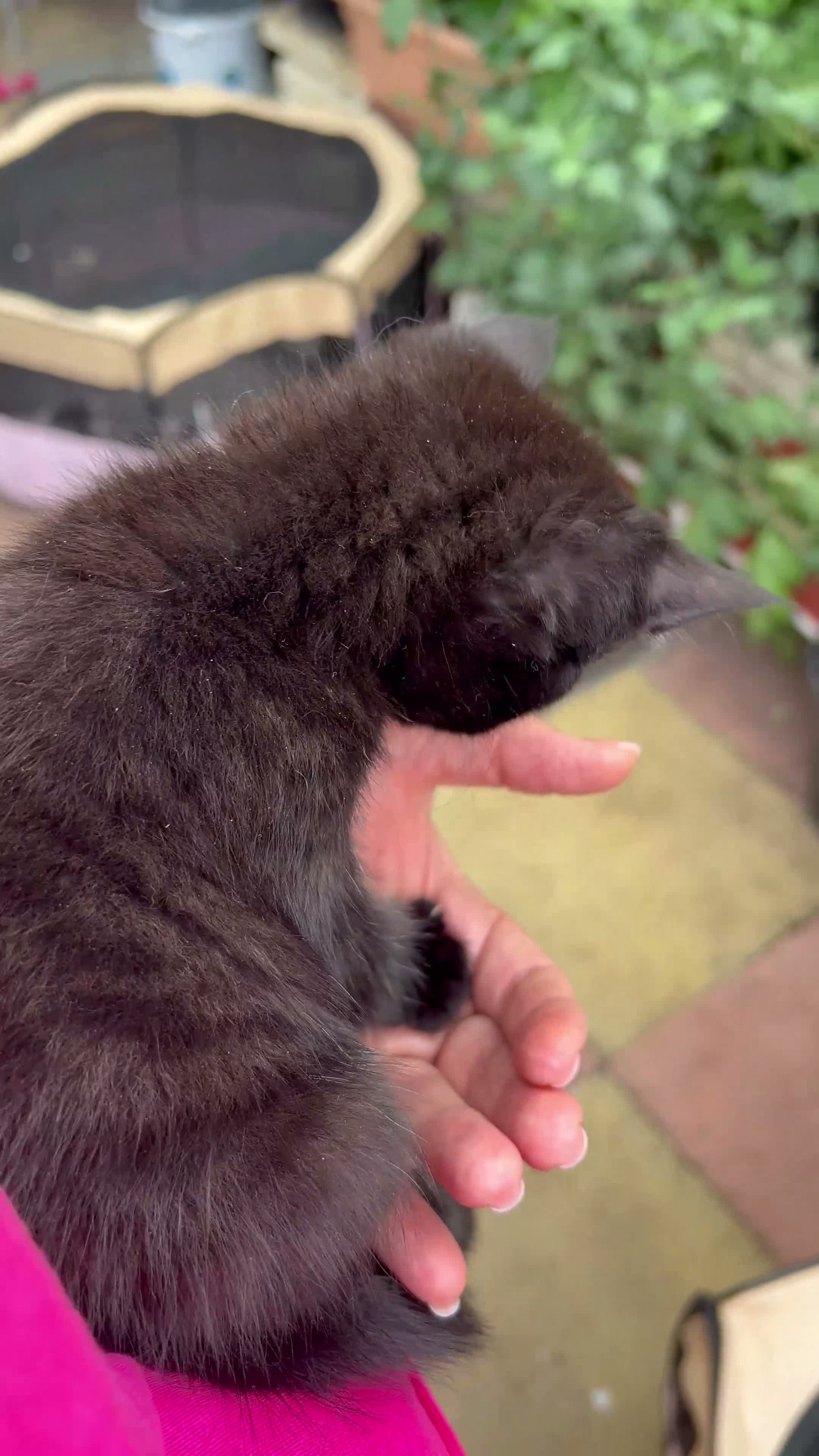 Mixed Breed cats for sale: Mixed kittens  - Video 1