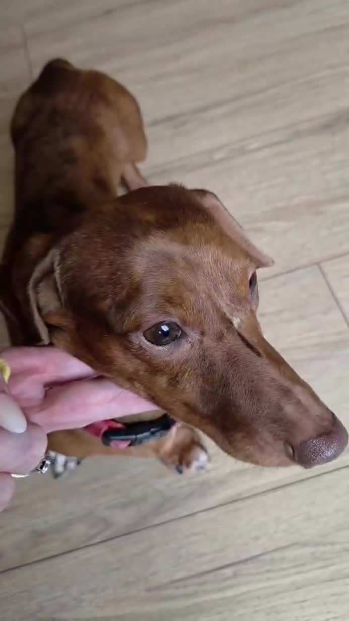 Miniature Dachshund dogs for stud: Tiny Ted dapple minature Dachshund stud  - Video 1