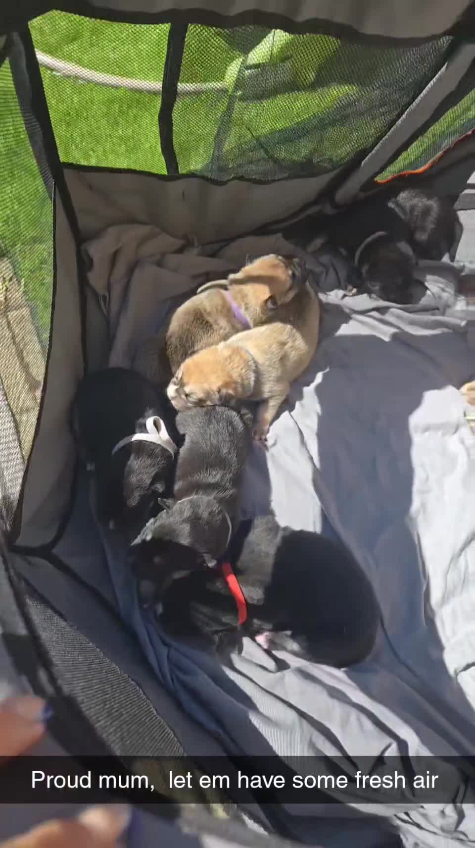 Mixed Breed dogs for sale: Bulsky puppies  in Sheffield - Video 1