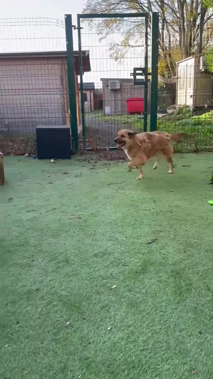 Mixed Breed dogs for adoption: Aladdin needs a loving home - Video 1