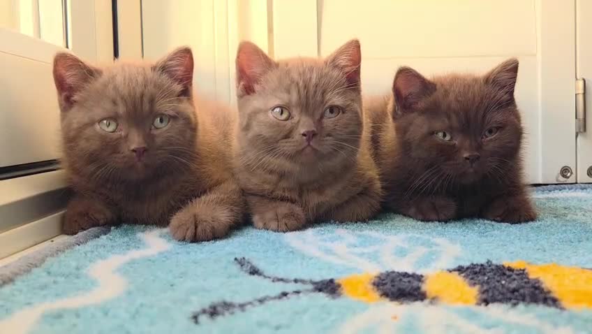 British Shorthair cats for sale: Chocolate & Cinnamon ⭐ British Shorthair Kittens  - Video 3
