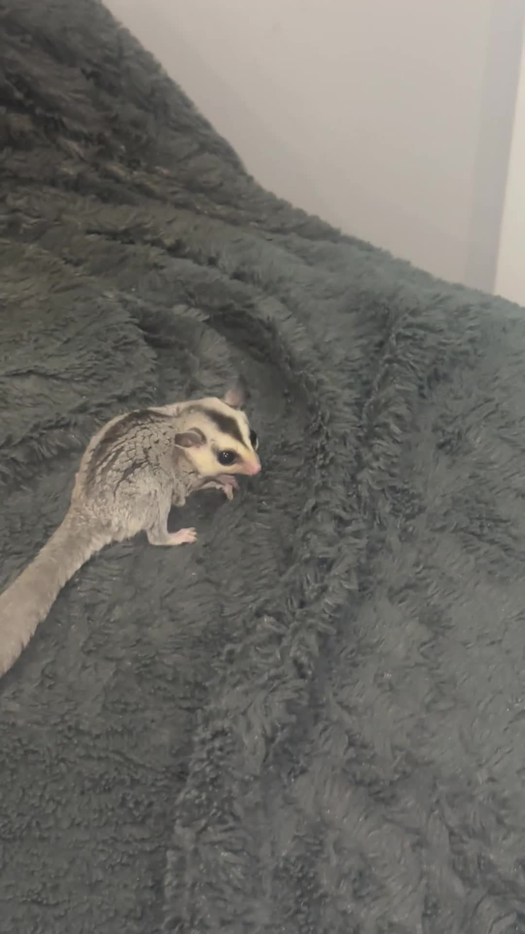 Sugar Glider rodents for sale: Sugar glider with cage  - Video 1