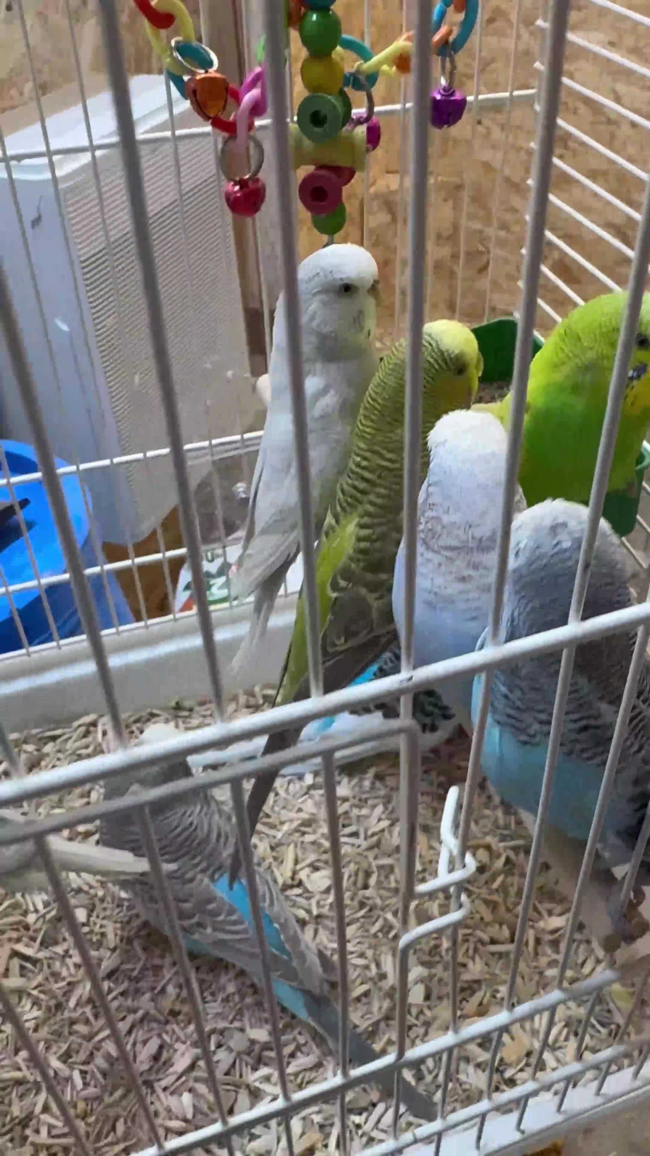 Budgerigars birds for sale: Young budgies & breeding pairs  - Video 1