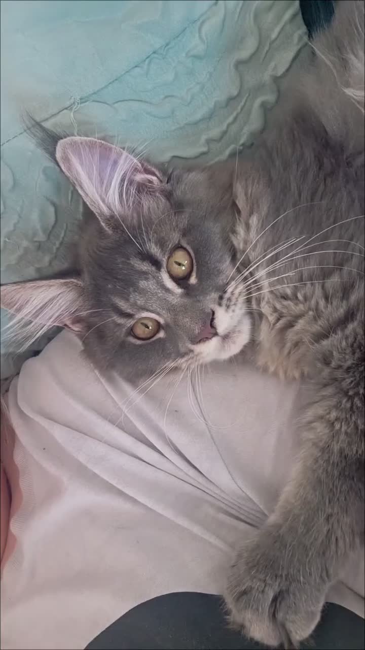 Maine Coon cats for sale: Tica registered Mainecoon females, ready to go. - Video 1