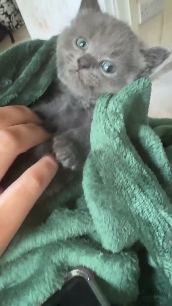 British Shorthair cats for sale: Stunning BsH X kittens ready now ❤️  - Video 1