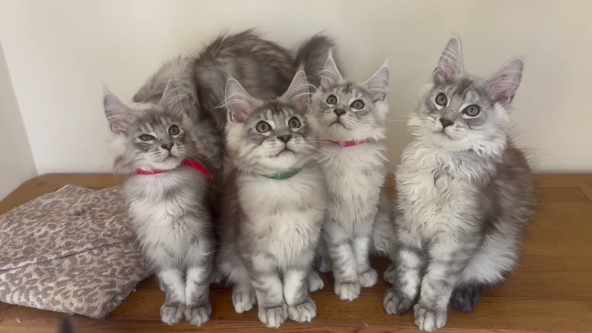 Maine Coon cats for sale: Exceptional Pedigree Maine Coon kittens available  in Worcester - Video 1