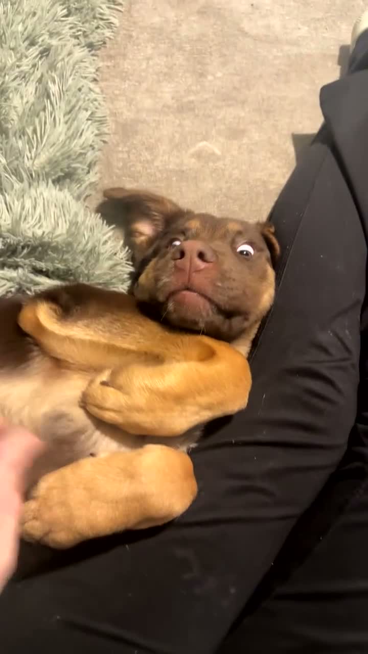 Mixed Breed dogs for sale: Chow chow x Belgian malinois (read ad) - Video 1
