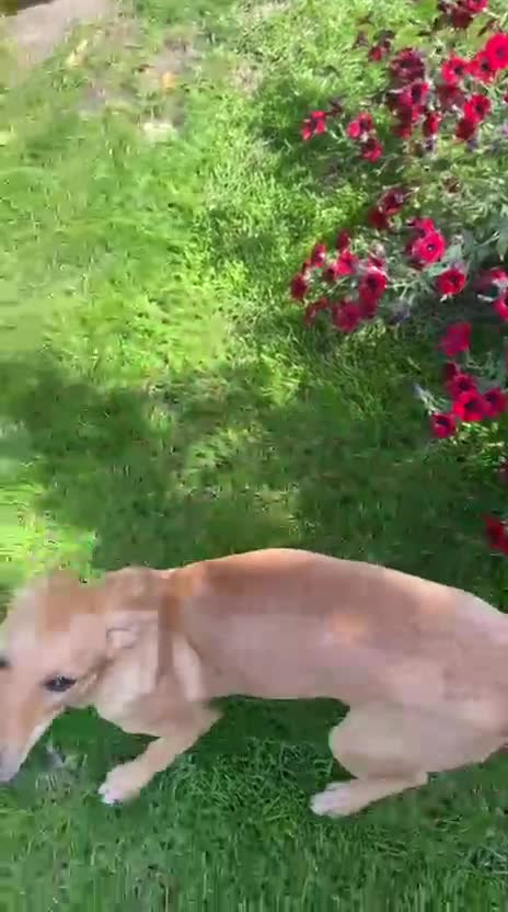 Mixed Breed dogs for adoption: 💖🐶 BAMBY 🐶💖 - Video 1
