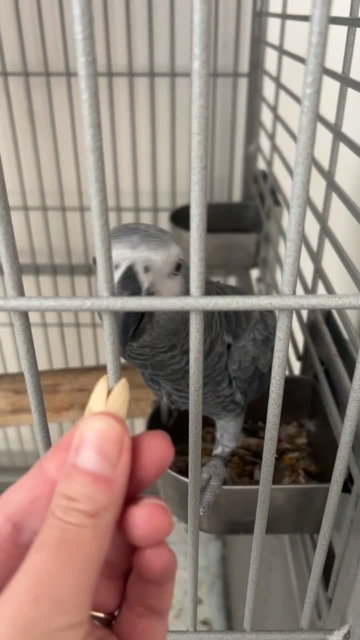 Parrots birds for sale: African grey looking for a new home  - Video 3