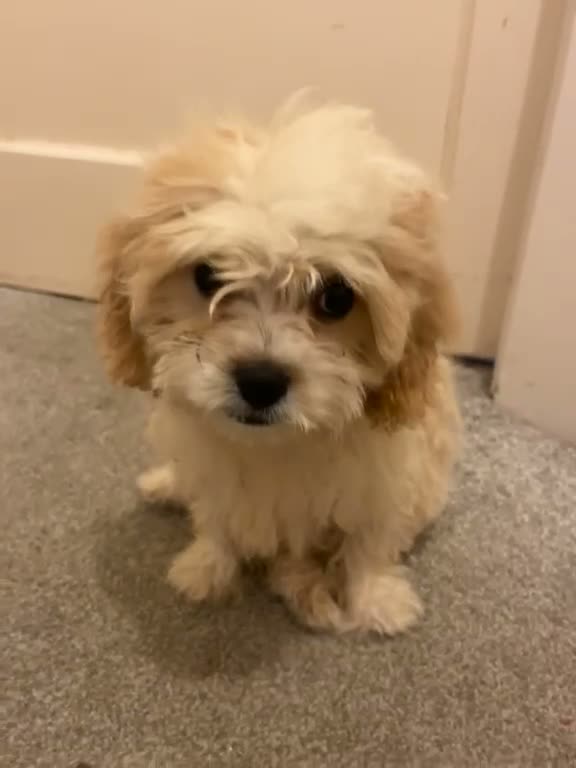 Cavachon dogs for sale: 🐾💕 LAST 2 GIRLS REMAINING! 💕🐾 REDUCED - Video 2