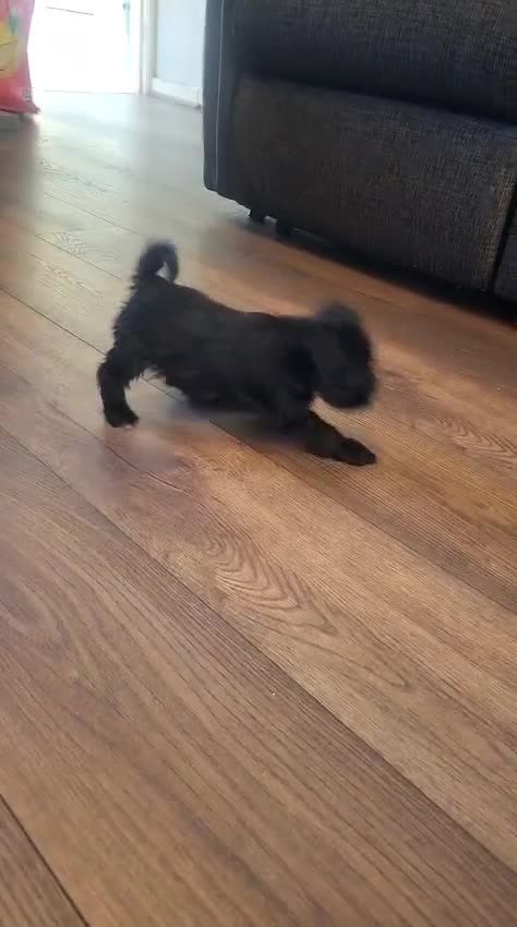 Miniature Schnauzer dogs for sale: Miniature schnauzer pups kc - Video 1