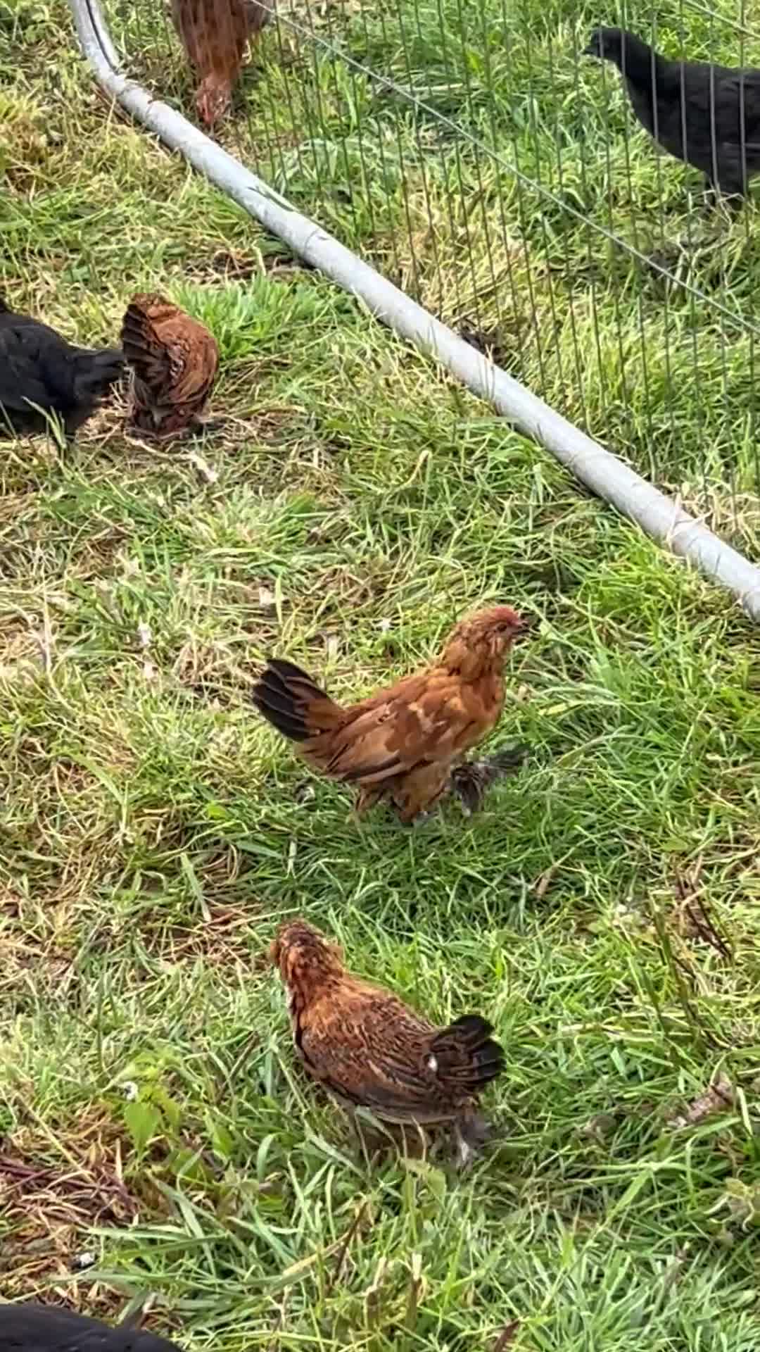 Chickens poultry for sale: MILLIE FLUER BARBU DUCCLE  - Video 1