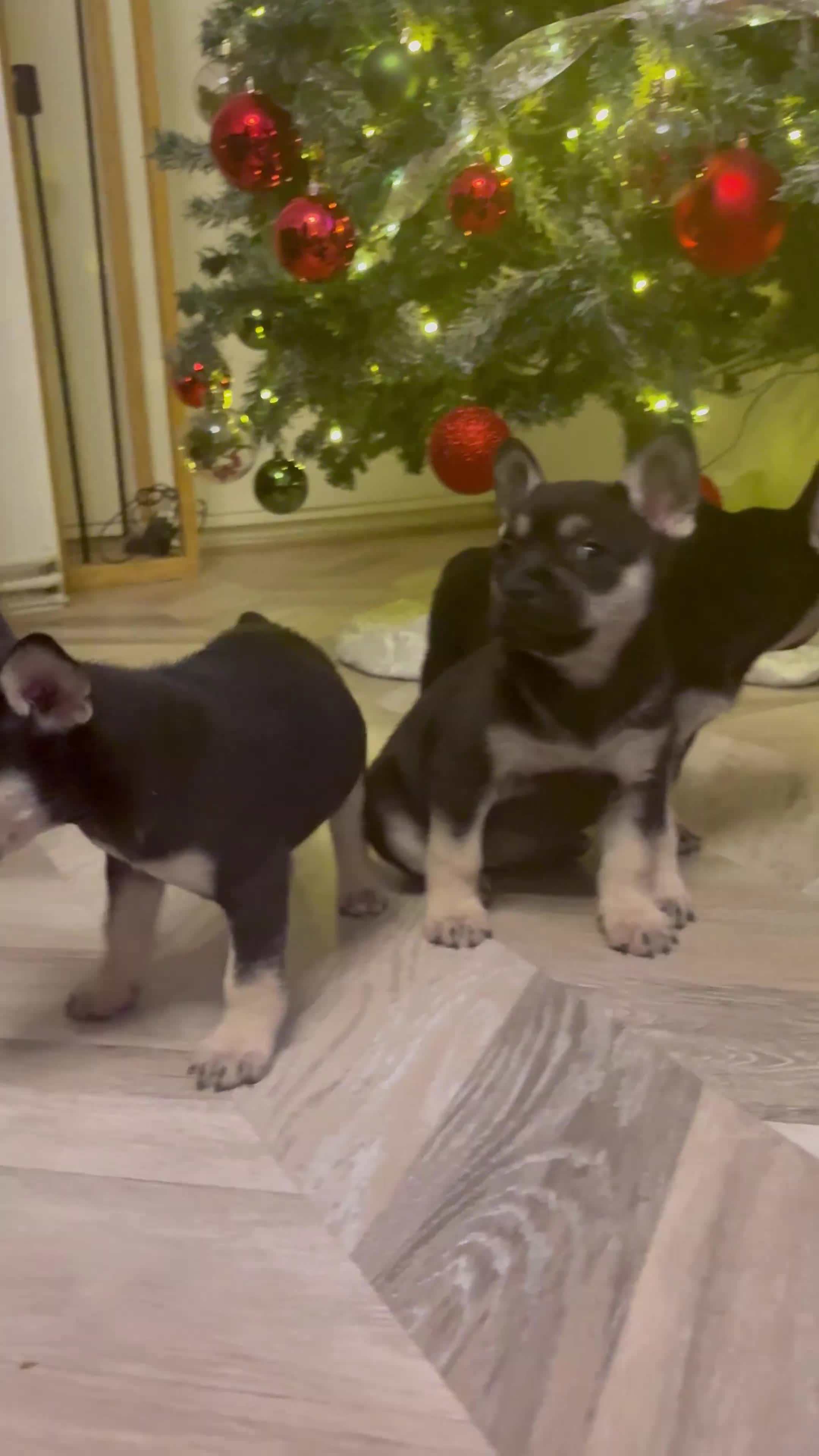 Mixed Breed dogs for sale: ❄️ Frenchski Sisters Looking for Loving families  - Video 2