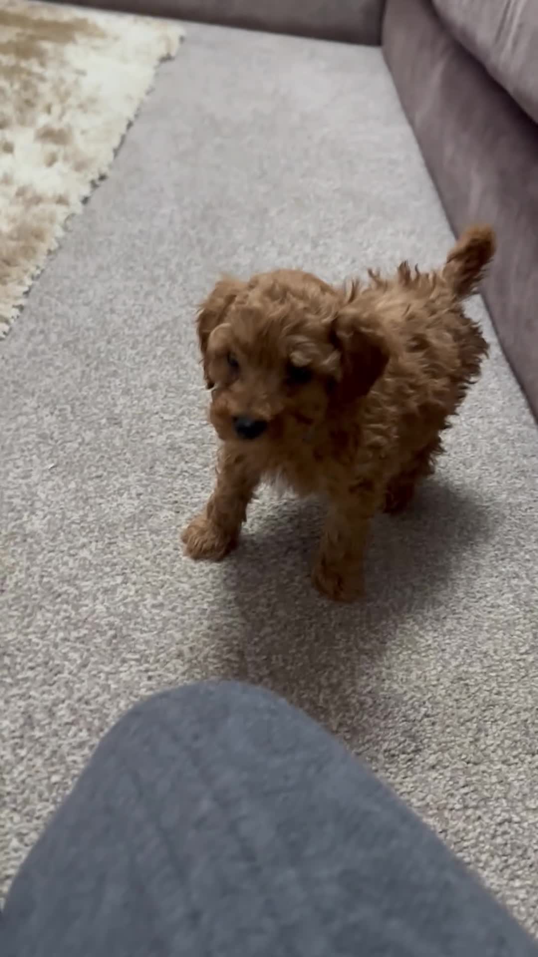 Toy Poodle dogs for sale: Toypoodle💙champion bloodline,kc,dna clear parent  - Video 2