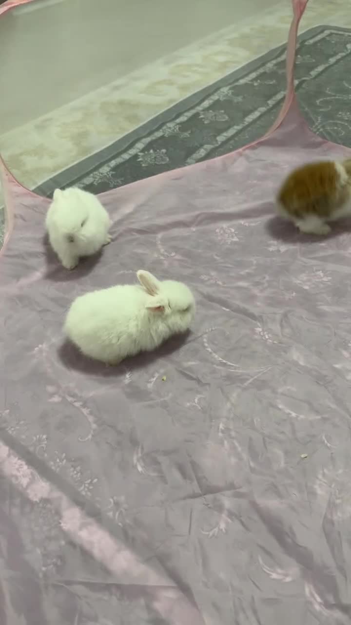 Mini Lop rabbits for sale: Mini Loo babies for sale in Hayling Island - Video 1