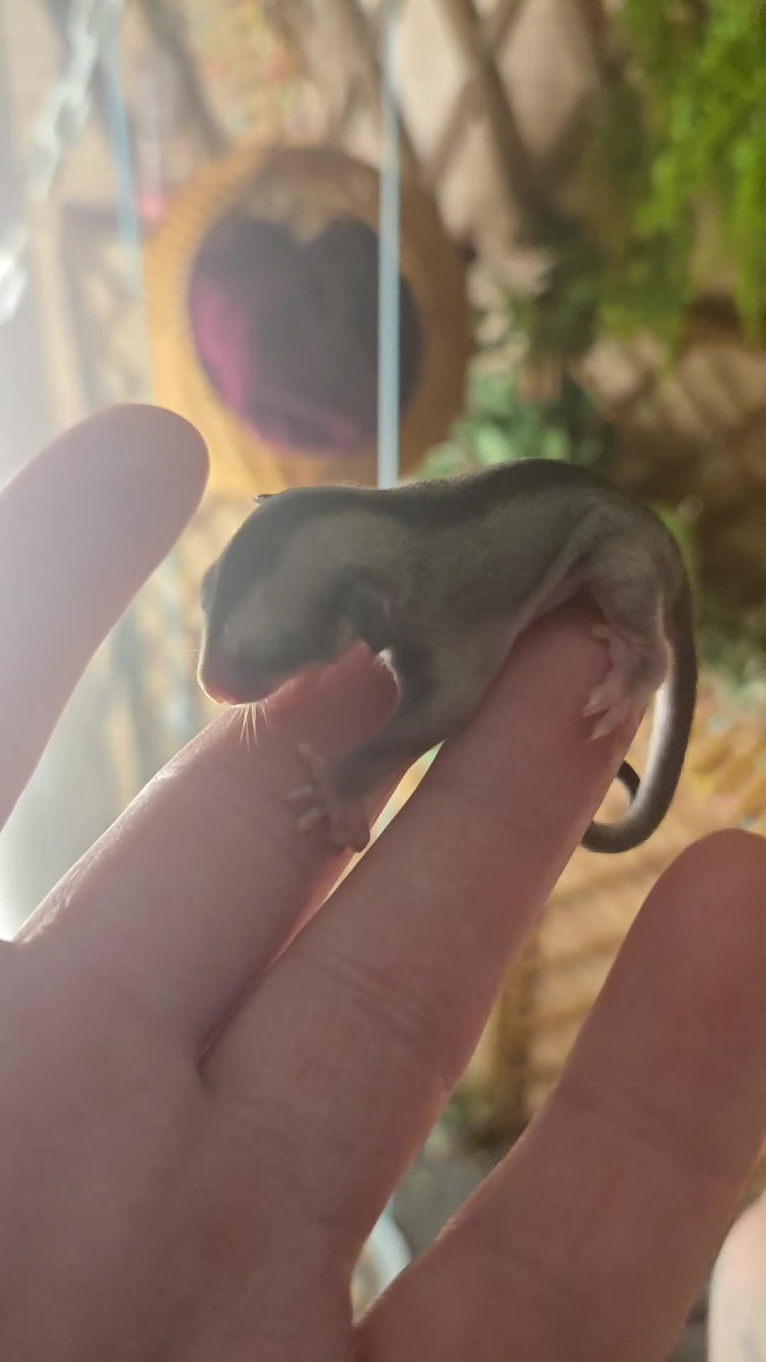 Sugar Glider rodents for sale: Sugar gliders available. - Video 2