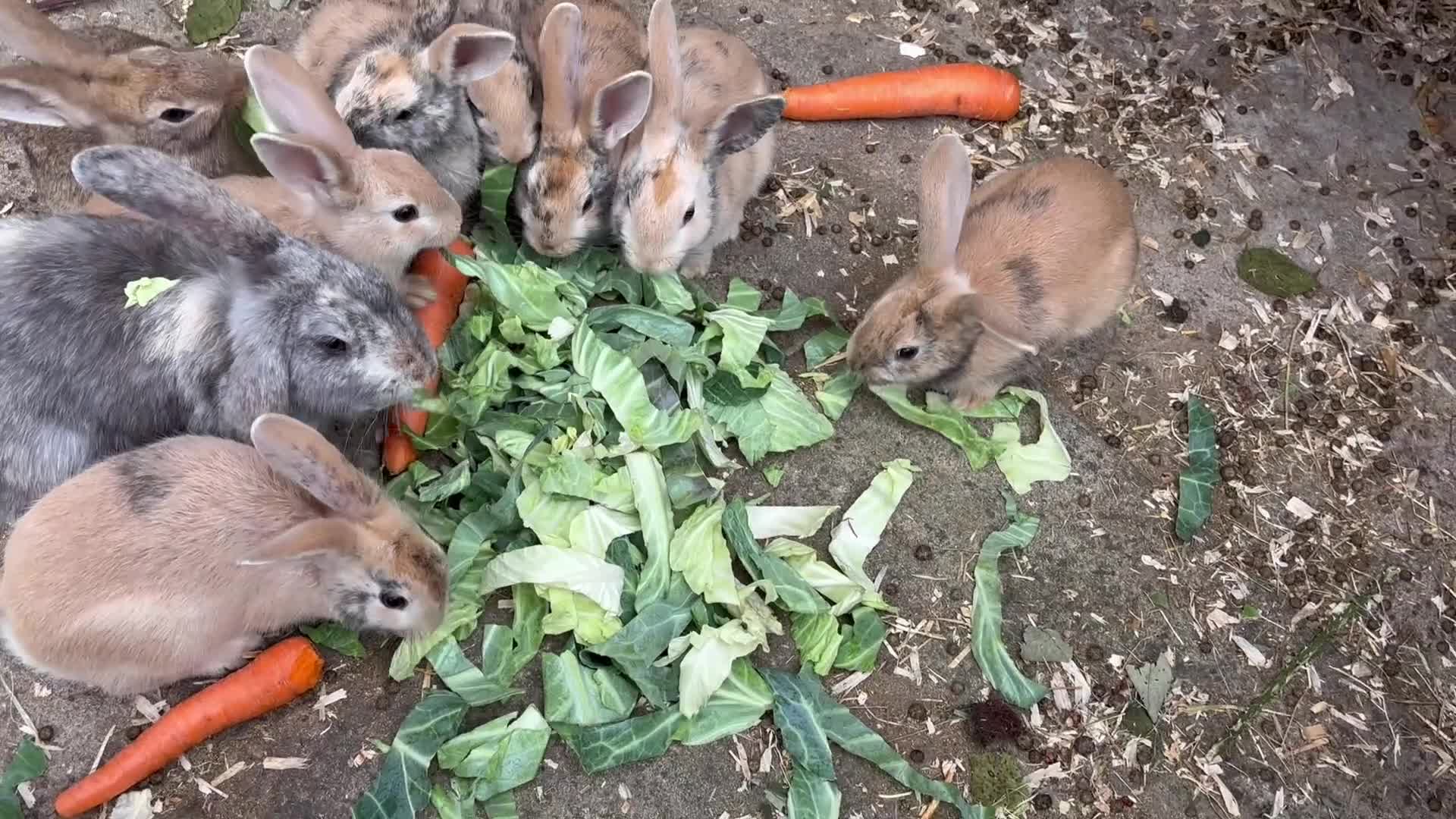 Mixed Breed rabbits for sale: Himalayan x lop bunnies ready to go  - Video 1