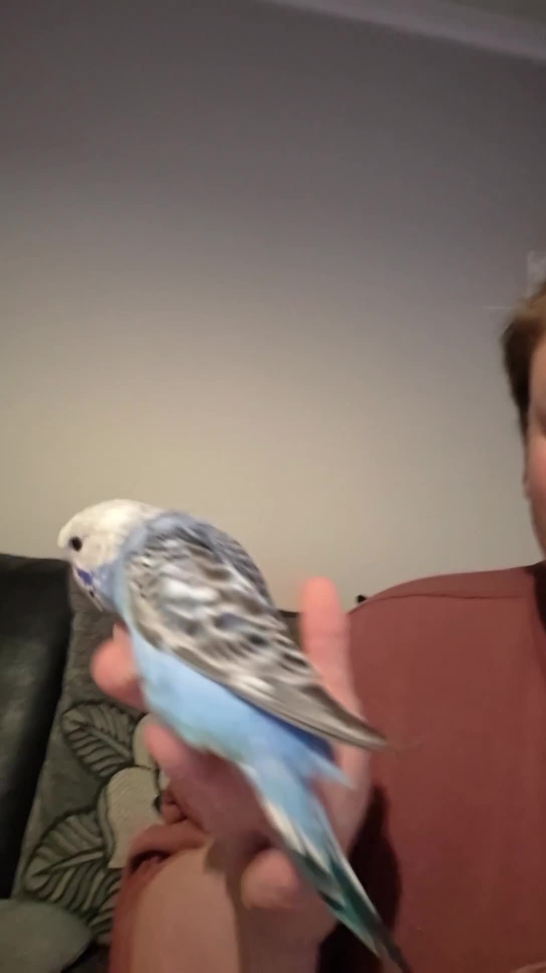 Budgerigars birds for sale: 2 baby budgies for sale - Video 2
