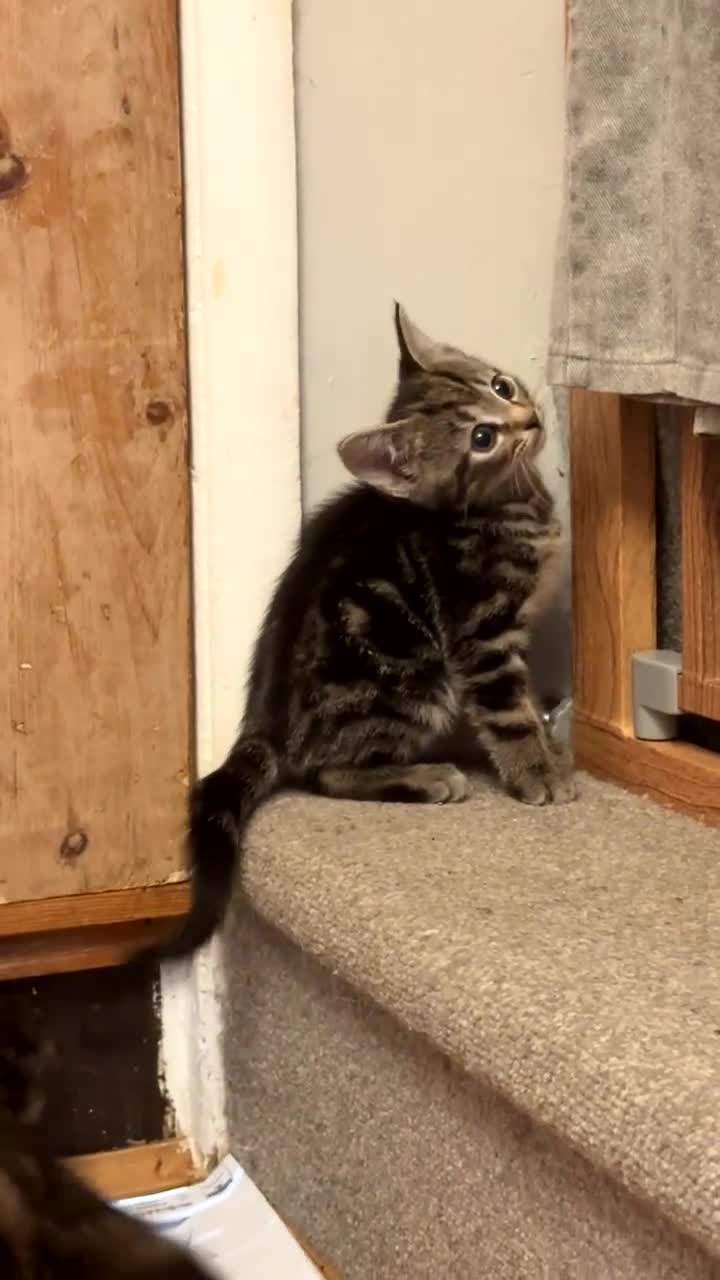 Mixed Breed cats for sale: 3 half Russian blue and mixed breed tabby - Video 1