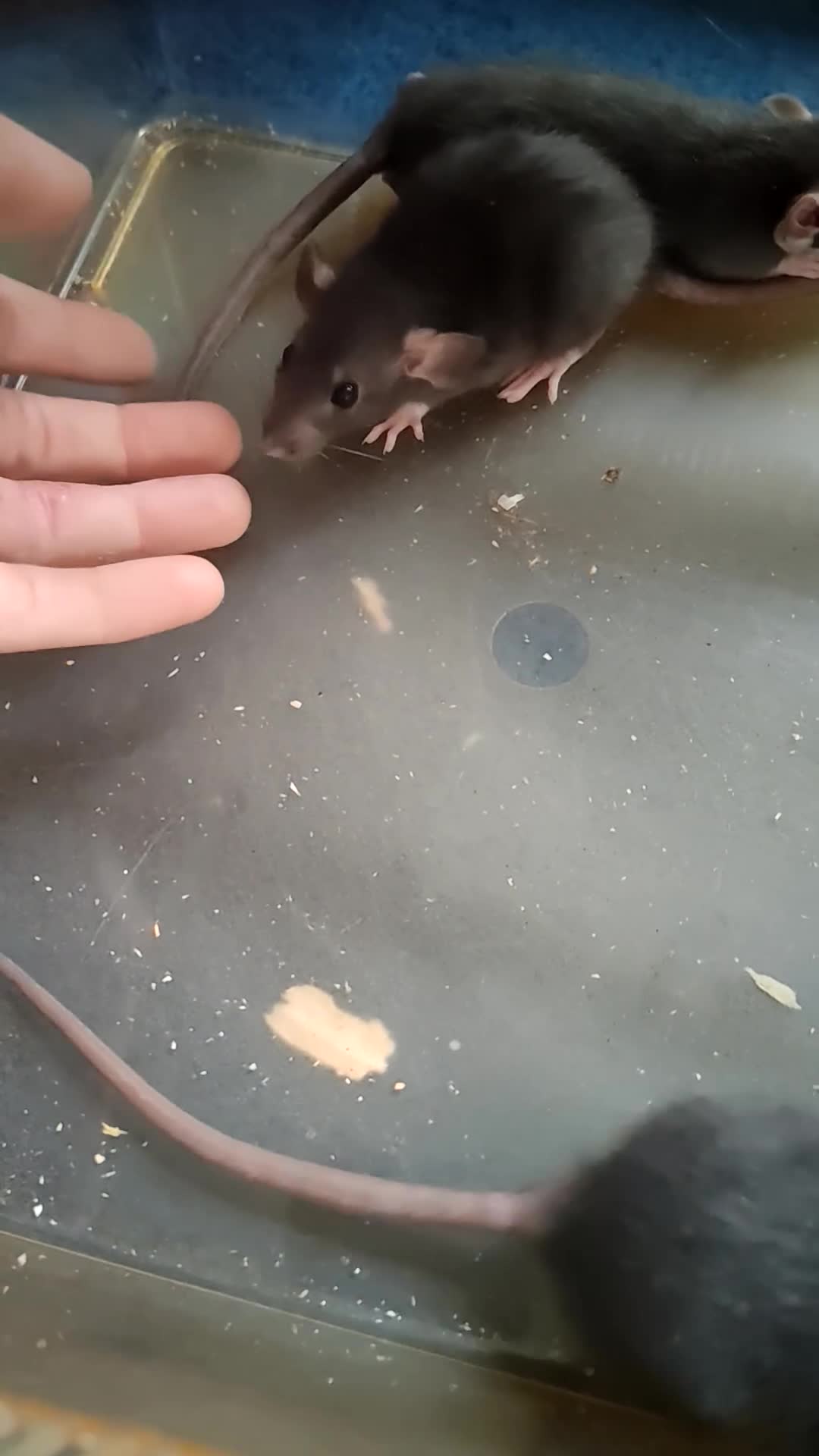 Rat rodents for sale: Baby rats  - Video 1