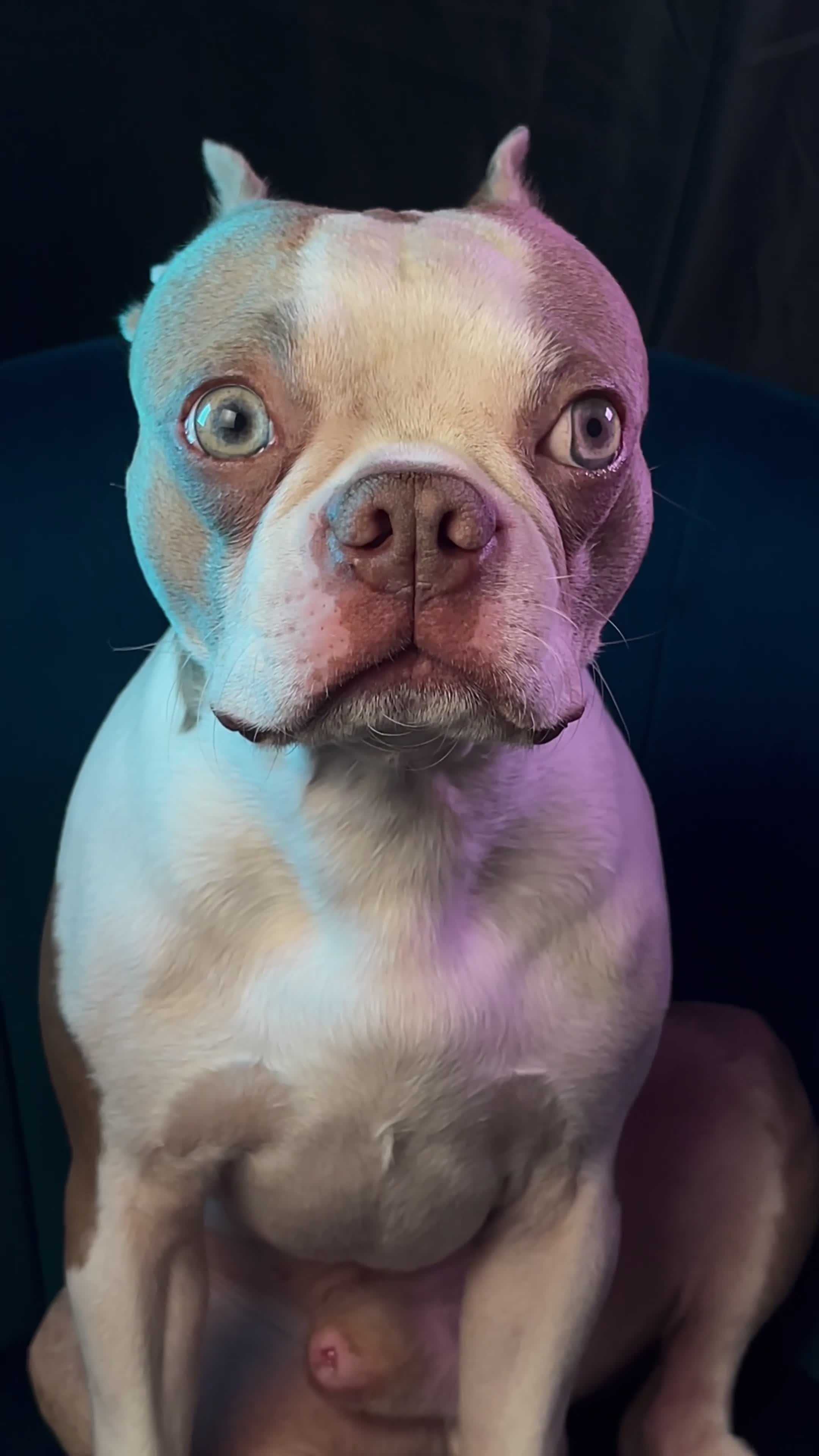 Boston Terrier dogs for stud: Boston terrier looking for stud  in Milton Keynes - Video 1