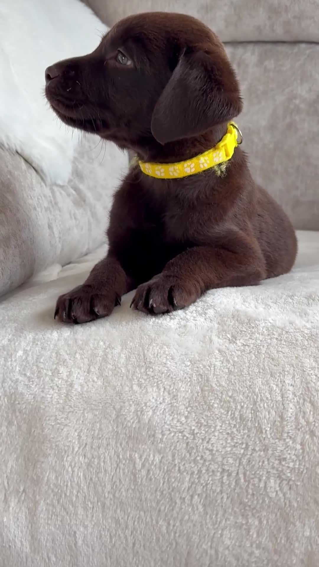 Labrador Retriever dogs for sale: Stunning chocolate Labrador’s with silver jeans  - Video 1