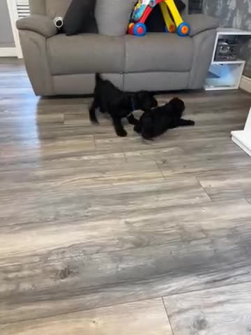 Mixed Breed dogs for sale: 2 beautiful boys looking for their forever homes  in Kidderminster - Video 1