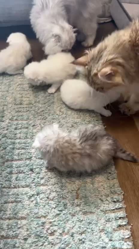 Scottish Fold cats for sale: Beautiful scottish fold babies  - Video 4