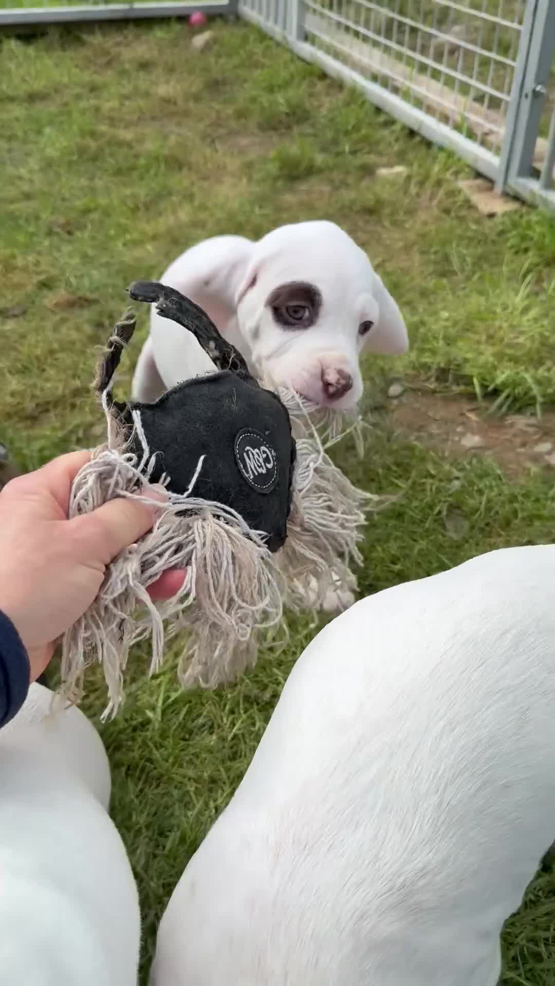 Braque du Bourbonnais dogs for sale: Braque du Bourbonnais Puppies - Video 2