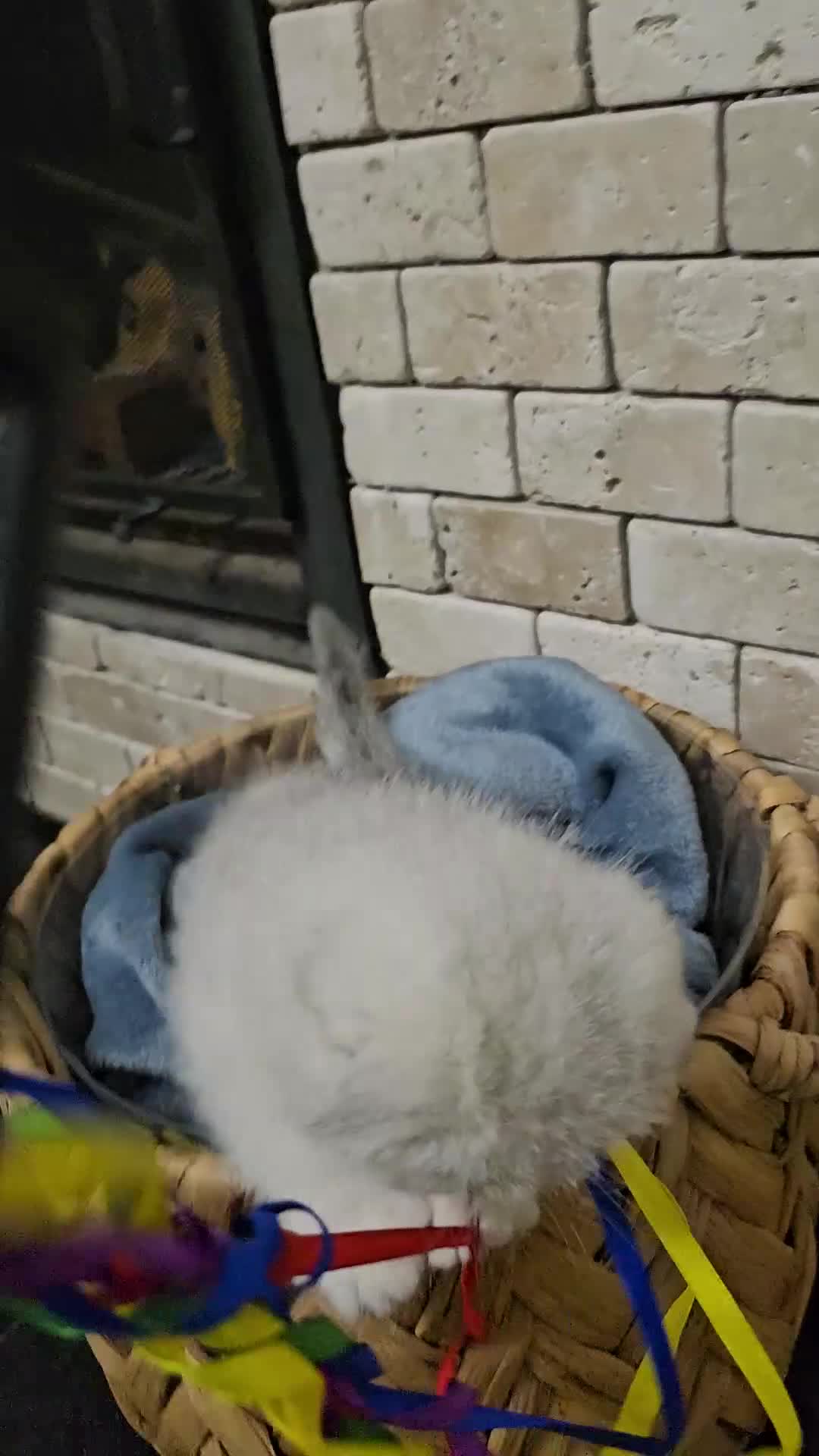 Scottish Fold cats for sale: Stunning scottish folds - Video 2