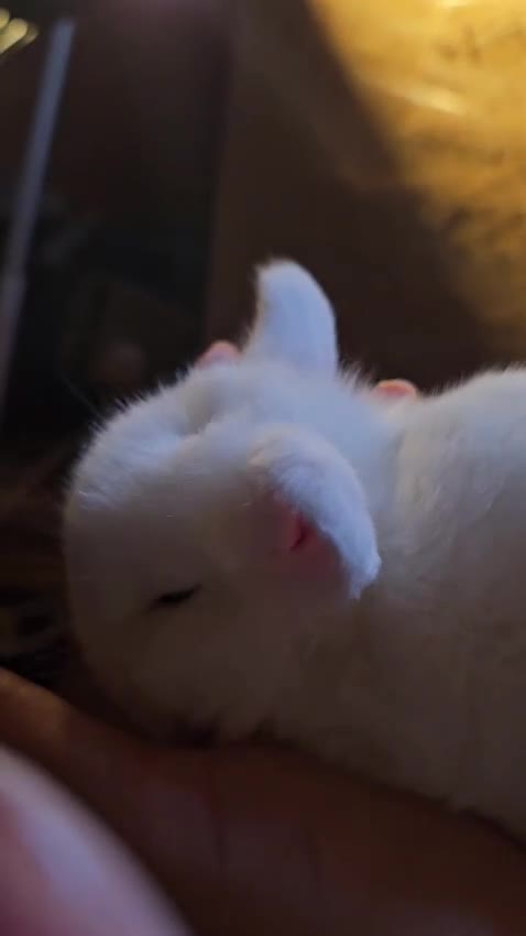 Mini Lop rabbits for sale: 🤎Gorgeous Purebred mini lops 🤎 - Video 1