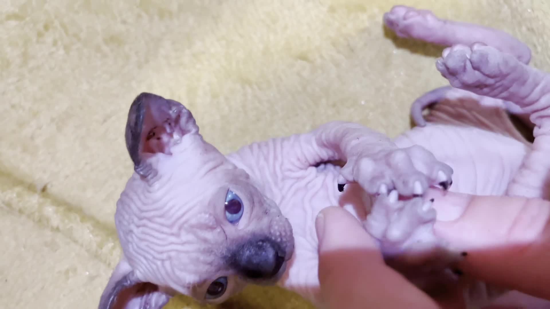 Sphynx cats for sale: 3 beautiful GIRlS available ❤️  - Video 4