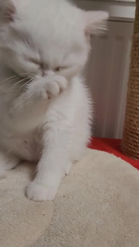 British Shorthair cats for sale: PureWhiteBSH Flamingo Rare.HighEnd/Pedigree line.  - Video 1