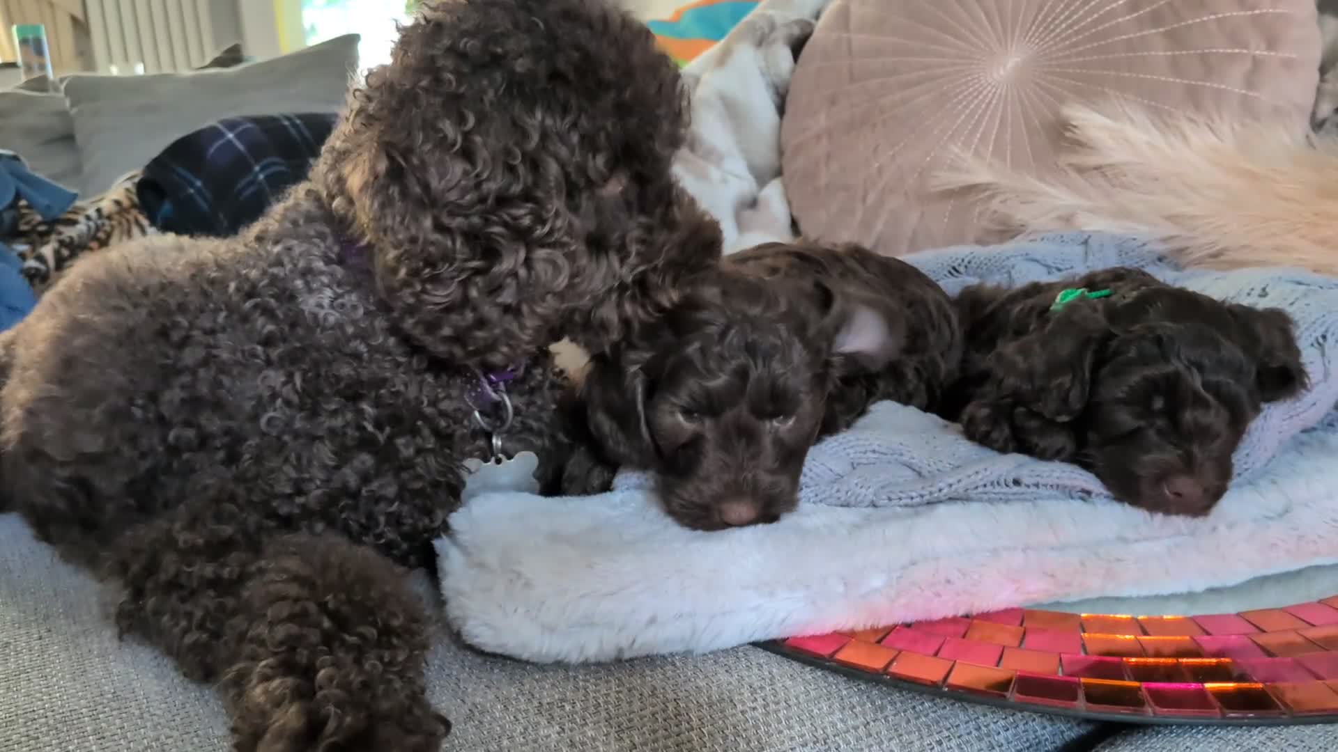 Cockapoo dogs for sale: 4 males and 1 female, chocolate coated cockerpoos  - Video 3