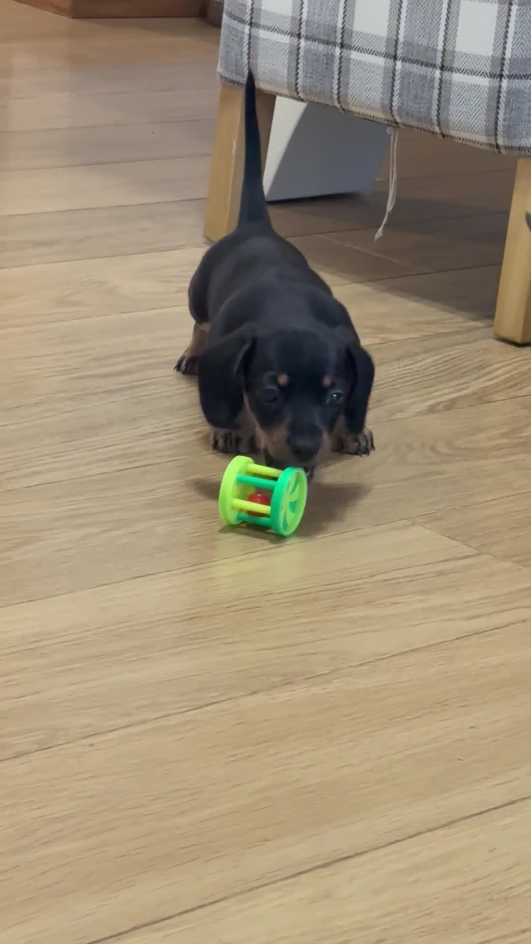 Miniature Dachshund dogs for sale: READY NOW - 2 boys left - KC registered  - Video 1