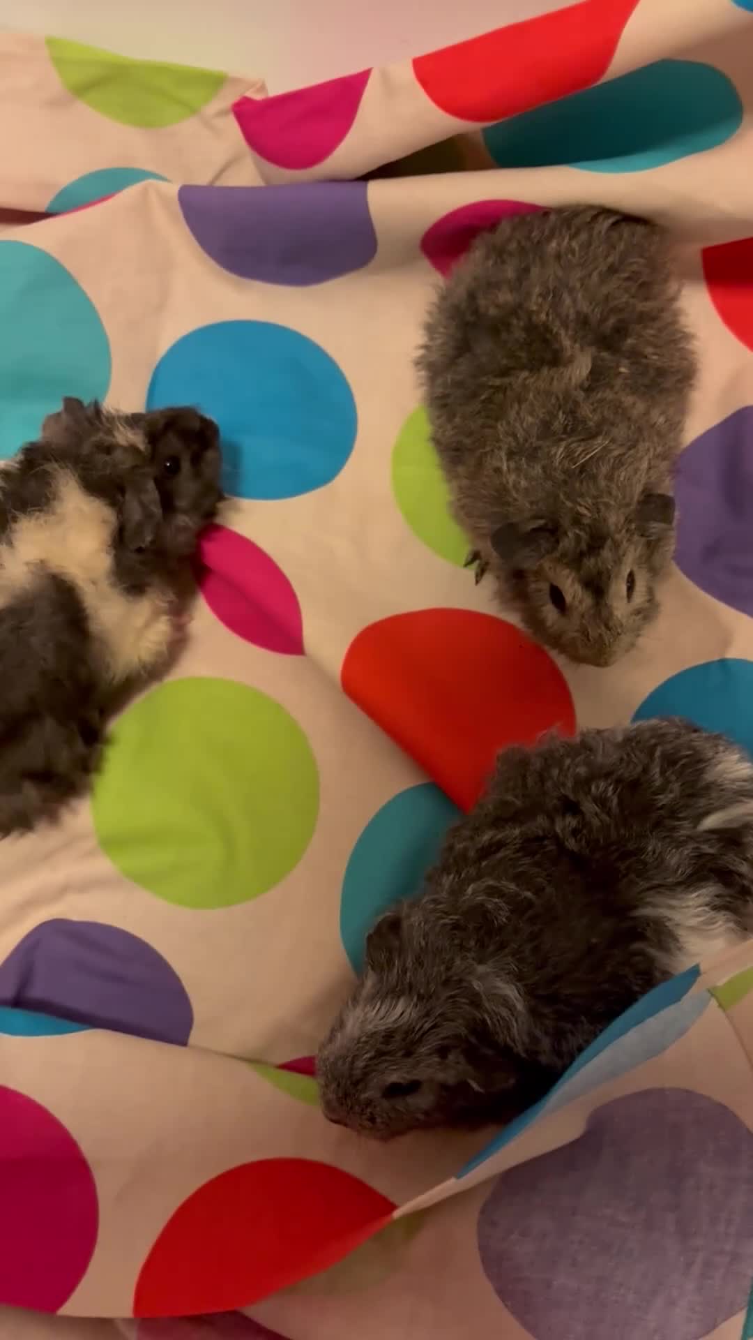 Guinea Pig rodents for sale: Gorgeous Fluffy piggies 3 x Boys - Video 2