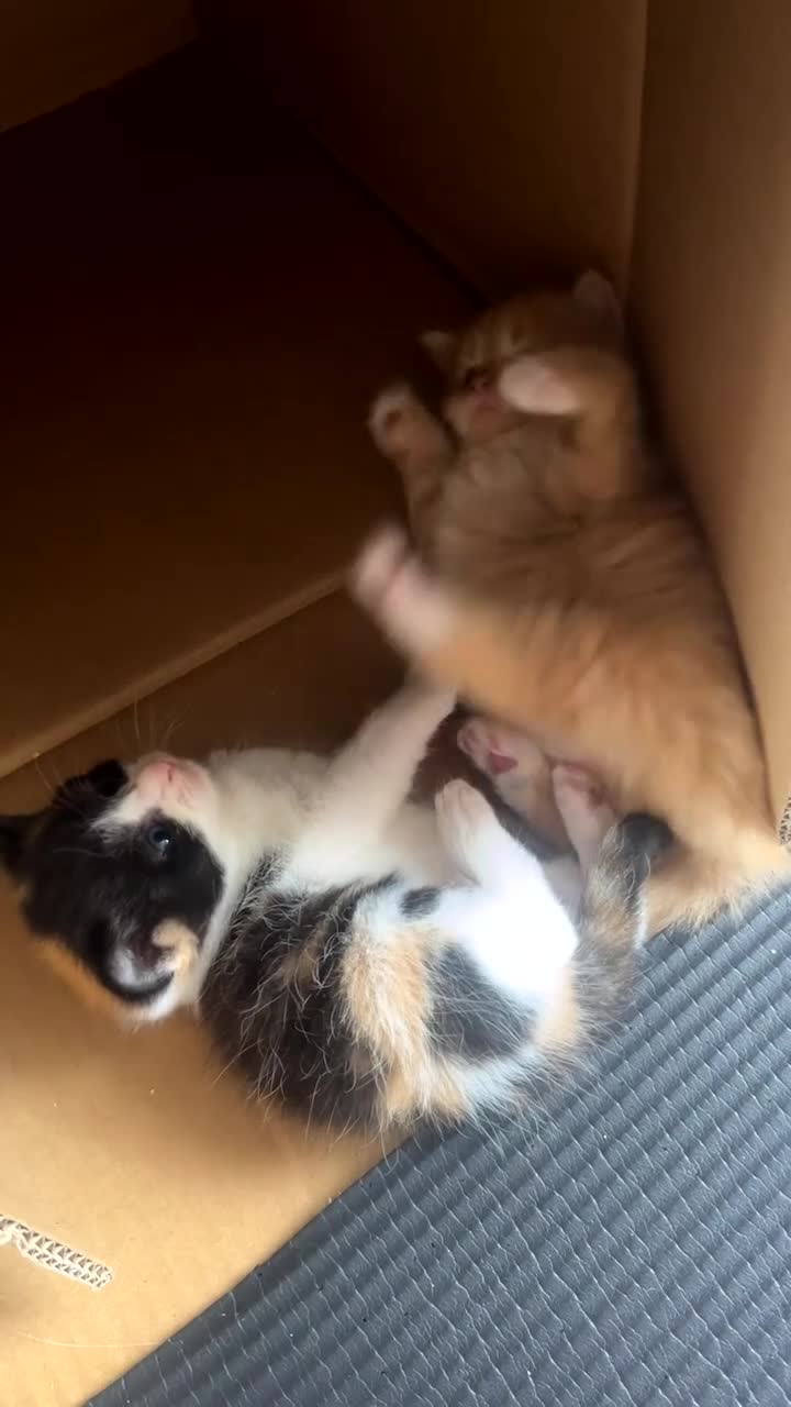 Mixed Breed cats for sale: 5 Cuddly Orange and Calico kittens 💕 - Video 4