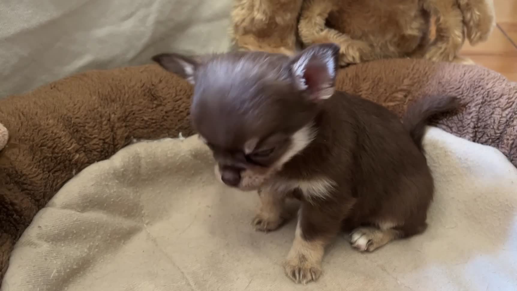Chihuahua dogs for sale: Chihuahua puppies with blue and green eyes 2 m & 2 - Video 5