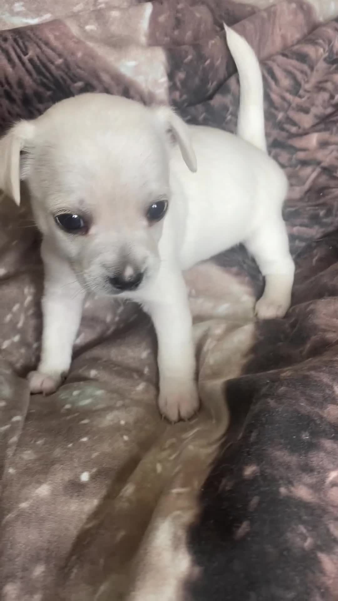 Chihuahua dogs for sale: Four beautiful chihuahua puppies 1 boy 3 girls  - Video 3
