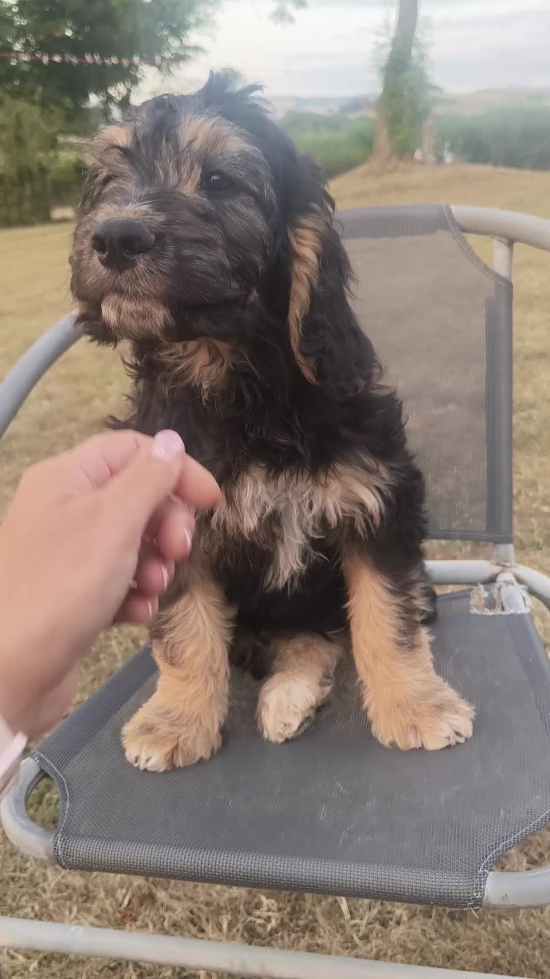 Cockapoo dogs for sale: 1 boy remaining,F1 cocapoo  - Video 1