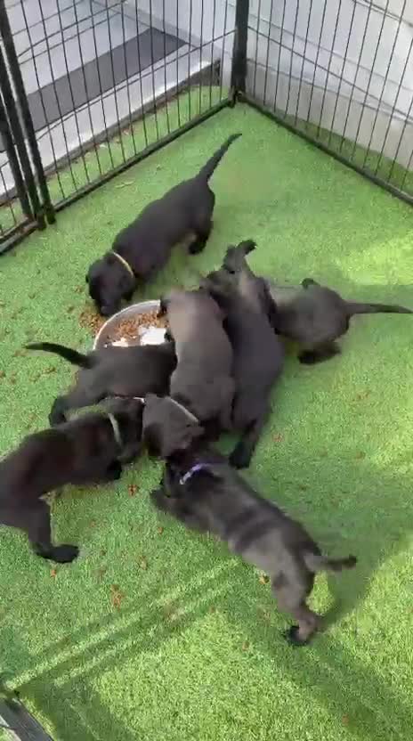 Labrador Retriever dogs for sale: Gorgeous Black Labrador pups for sale - Video 1