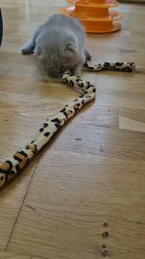 Scottish Fold cats for sale: Scottish kitten lilac blue, ready now, girl boy - Video 3