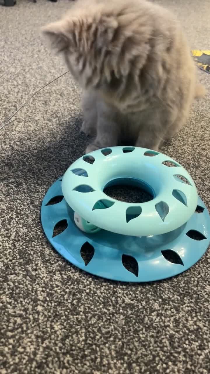 British Longhair cats for sale: Tortie British Short hair  - Video 1