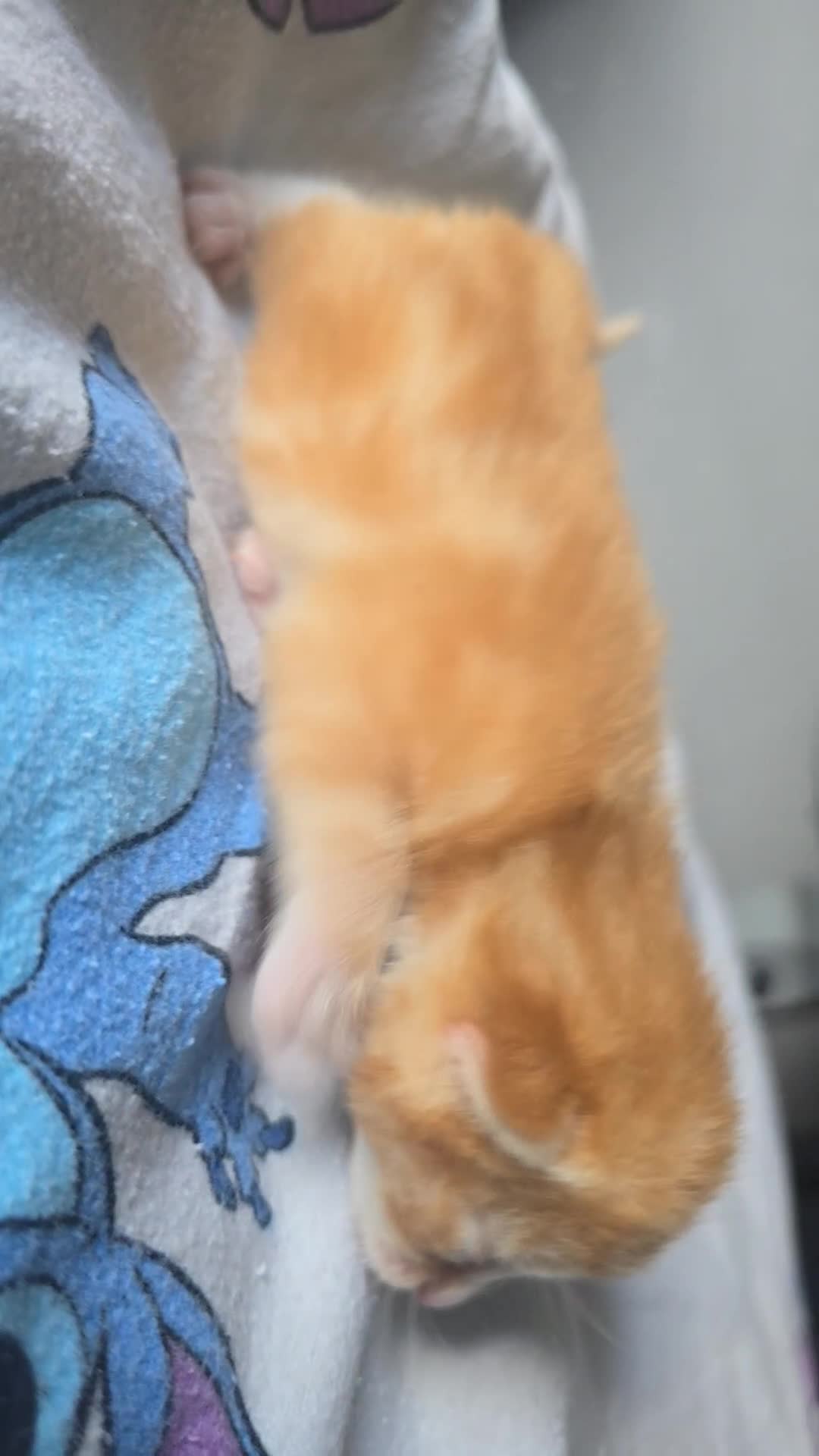 Mixed Breed cats for sale: Kittens for Sale - Video 2