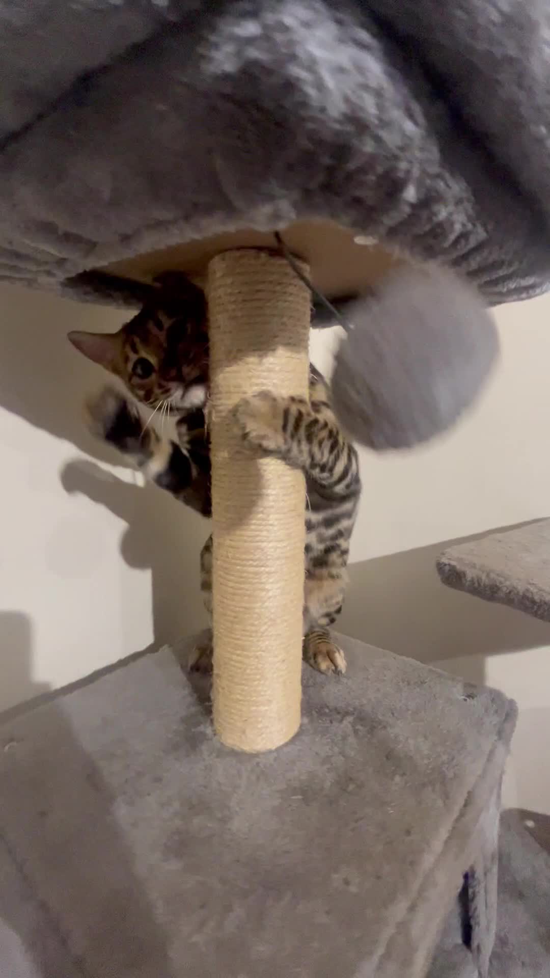 Bengal cats for sale: 2 Beautiful Bengal girls- vet owned  - Video 4