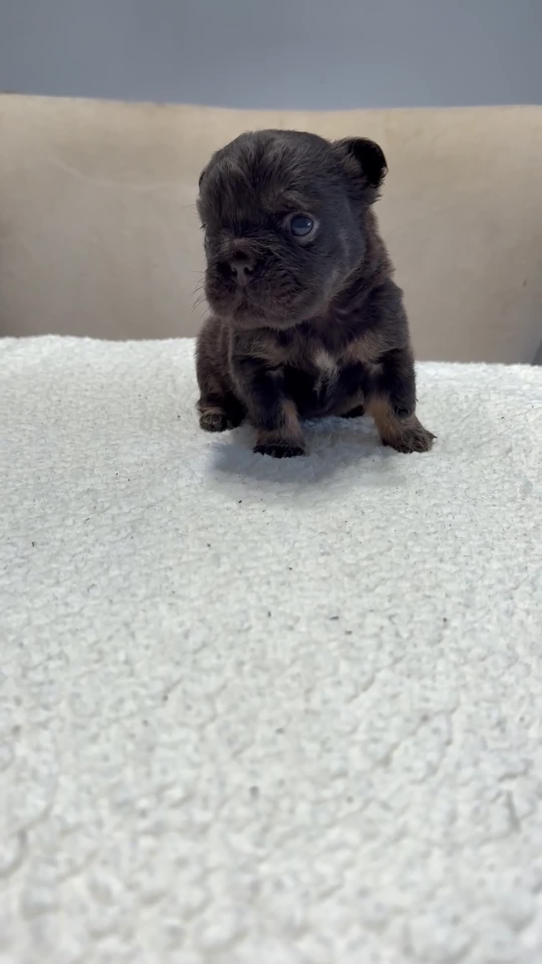 French Bulldog dogs for sale: Full fluffy French bulldogs  - Video 3