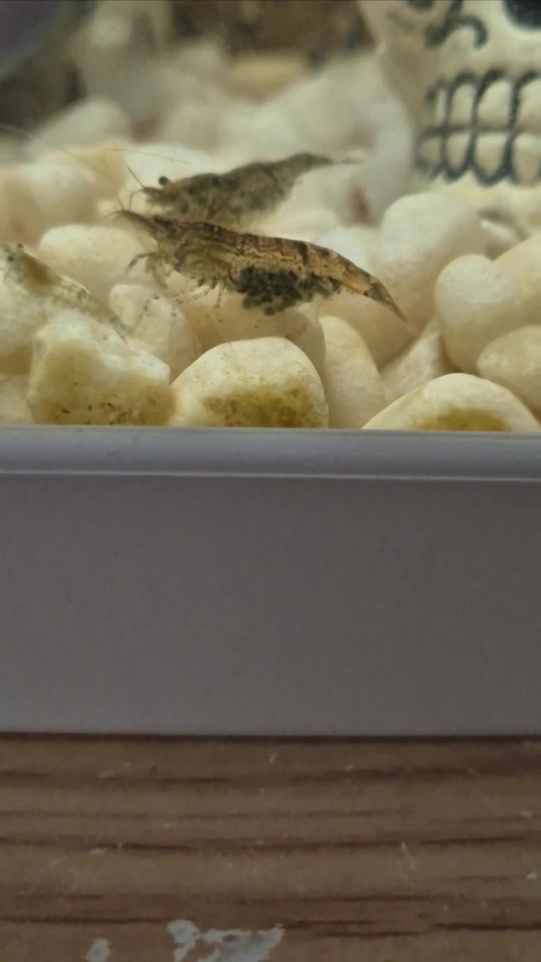 Shrimps fish for sale: Shrimp tank for sale  - Video 1