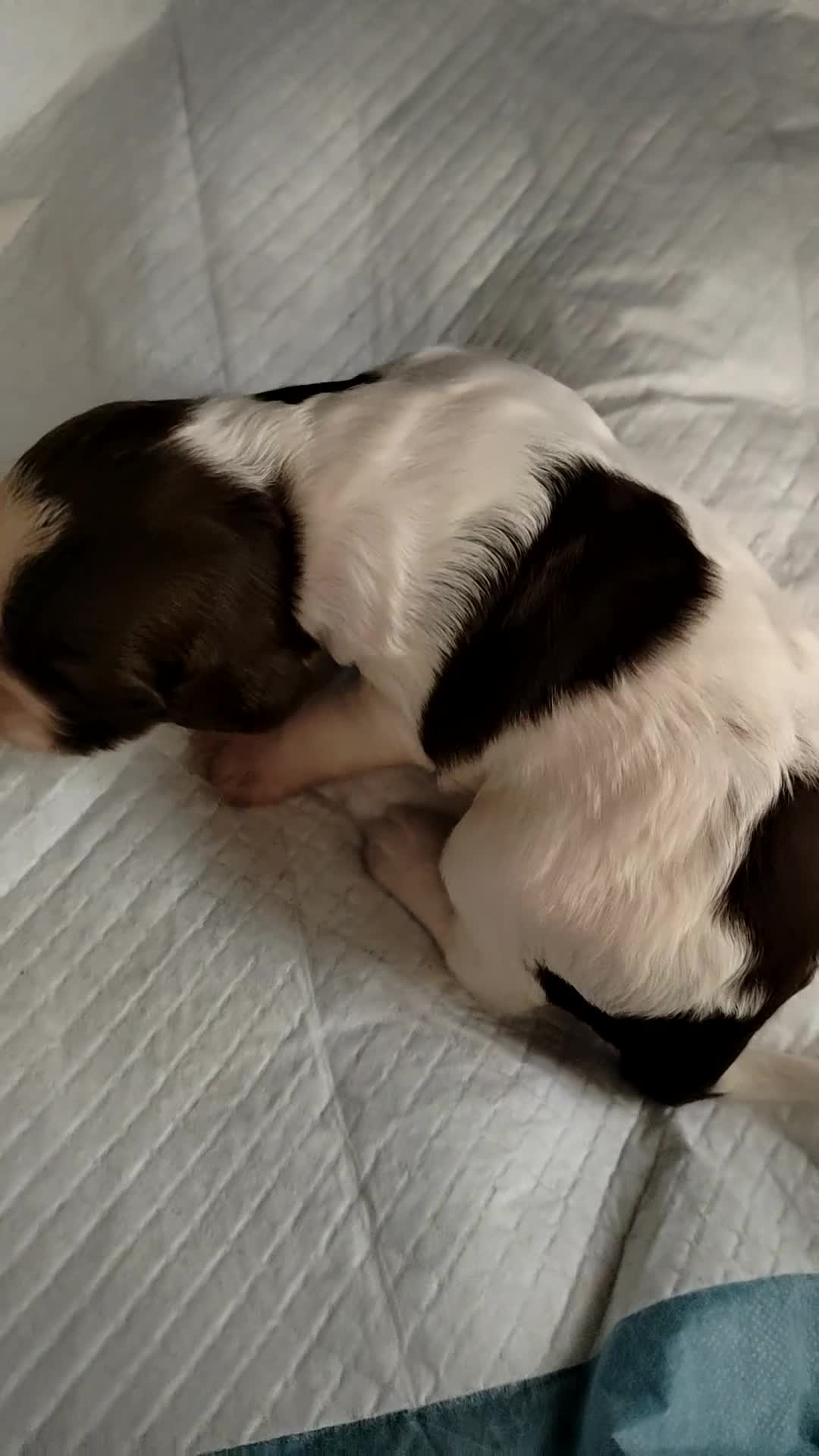 English Springer Spaniel dogs for sale: 🌟 Beautiful Springer Spaniel Litter - Video 2