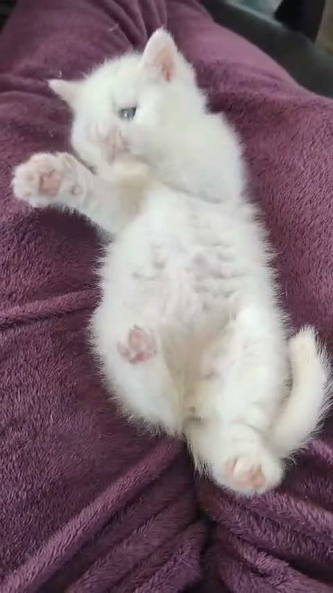 British Shorthair cats for sale: *READY NOW* PURE WHITE BSH KITTEN *LAST ONE* - Video 2